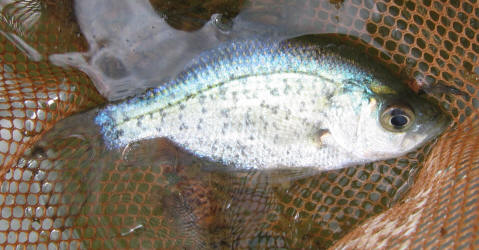 White Crappie (Pomoxis annularis)