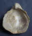 Texigryphaea pitcheri 1b c.jpg (133719 bytes)