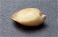Cleiothyridina orbicularis 1c.jpg (150429 bytes)