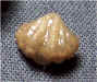 Punctospirifer kentuckiensis 1a.jpg (100088 bytes)