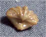 Punctospirifer kentuckiensis 1d.jpg (93270 bytes)