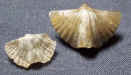 Punctospirifer kentuckiensis 3b.jpg (417130 bytes)