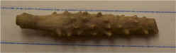 Archaeocidaris sp. - echinoid spine.jpg (57278 bytes)