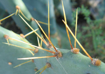 Erect Prickly Pear, Opuntia stricta, A (5)