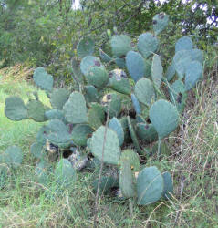 Erect Prickly Pear, Opuntia stricta, B