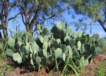 Erect Prickly Pear, Opuntia stricta, C