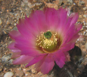 Lace Cactus, Echinocereus reichenbachii (5)