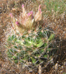 Spinystar, Escobaria vivipara, B