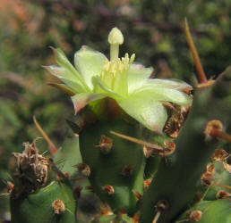 Tasajillo, Opuntia leptocaulis (14)