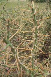 Tasajillo, Opuntia leptocaulis (5)