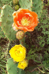 Texas Prickly Pear, Opuntia engelmannii, flower (2)