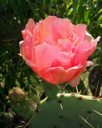 Texas Prickly Pear, Opuntia engelmannii, flower (3)