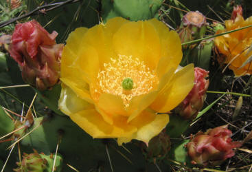 Texas Prickly Pear, Opuntia engelmannii, flower (9)