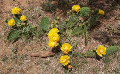 Tulip Prickly Pear, Opuntia phaeacantha, A (3)