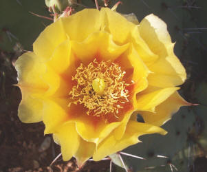 Tulip Prickly Pear, Opuntia phaeacantha, A