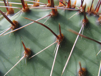 Tulip Prickly Pear, Opuntia phaeacantha, B (4)