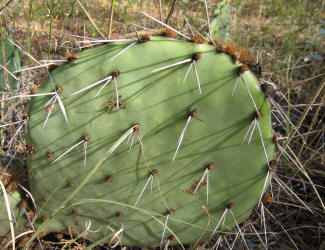 Tulip Prickly Pear, Opuntia phaeacantha, C (1)