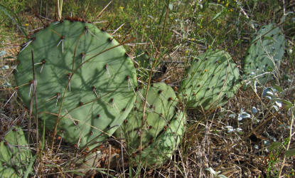 Tulip Prickly Pear, Opuntia phaeacantha, C