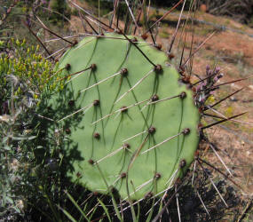 Tulip Prickly Pear, Opuntia phaeacantha, D (2)