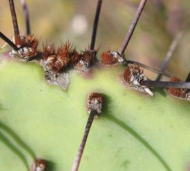 Tulip Prickly Pear, Opuntia phaeacantha, D (5)