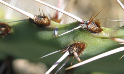 Tulip Prickly Pear, Opuntia phaeacantha, D (7)