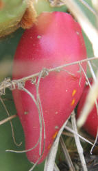 Tulip Prickly Pear, Opuntia phaeacantha, D (8)