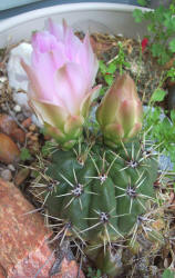 zc 2, cactus (3)