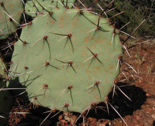 zc 3, Prickly Pear, B (1)