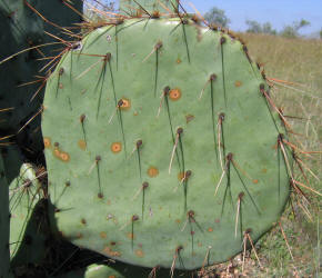 zc 4, Prickly Pear, CR287 (1)