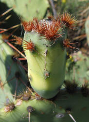 zc 4, Prickly Pear, CR287 (2)