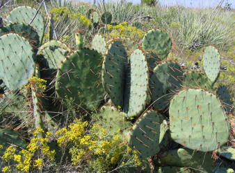 zc 4, Prickly Pear, CR287