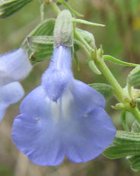 Blue Sage, Salvia azurea (1)