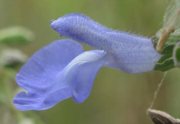 Blue Sage, Salvia azurea (2)