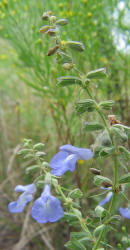 Blue Sage, Salvia azurea
