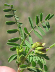 Buffalo Clover, Astragalus lindheimeri (11)
