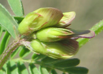 Buffalo Clover, Astragalus lindheimeri (12)