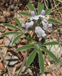 Indian Breadroot, Pediomelum hypogaeum var. subulatum (1)