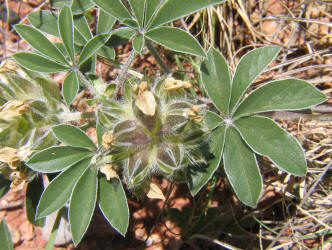 Indian Breadroot, Pediomelum hypogaeum var. subulatum (2)