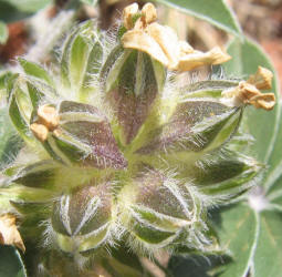 Indian Breadroot, Pediomelum hypogaeum var. subulatum (3)