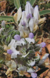 Indian Breadroot, Pediomelum hypogaeum var. subulatum