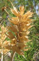 Largebract Indian Breadroot, Pediomelum cuspidatum (10)