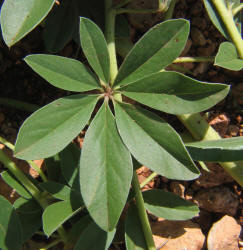 Largebract Indian Breadroot, Pediomelum cuspidatum (3)