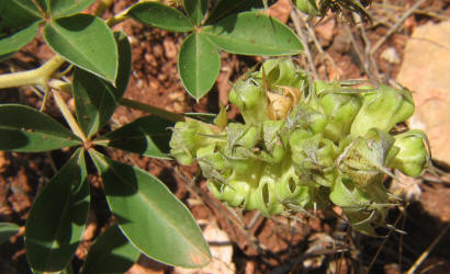 Largebract Indian Breadroot, Pediomelum cuspidatum (8)