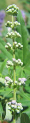 Lilac Chastetree, Vitex agnus-castus, neighbor (17)