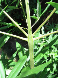 Lilac Chastetree, Vitex agnus-castus, neighbor (2)