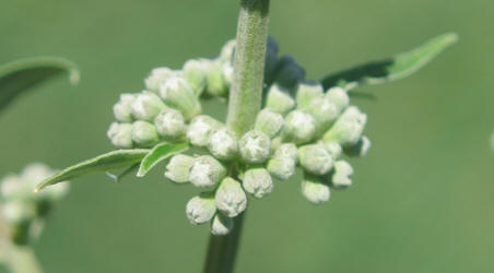 Lilac Chastetree, Vitex agnus-castus, neighbor (3)