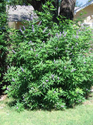 Lilac Chastetree, Vitex agnus-castus, neighbor (6)