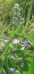 Mealy Sage, Salvia farinacea (1)