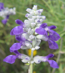 Mealy Sage, Salvia farinacea (10)