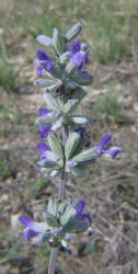 Mealy Sage, Salvia farinacea (2)